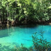 The clear blue water at Manatee Springs is surrounded by lush vegetation. 