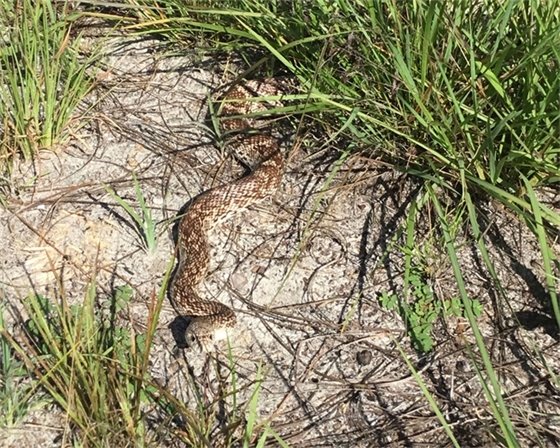 Florida pine snake slithering through white sand and green grass.