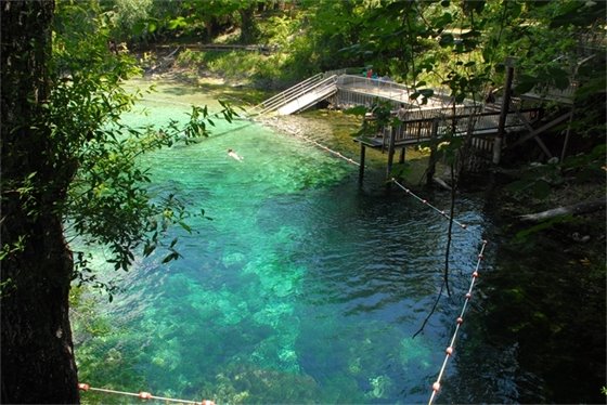 Clear, blue spring on the Suwannee River with a person swimming in it.