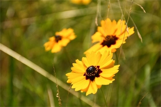 Image of goldenmane tickseed in a field in Live Oak Florida 