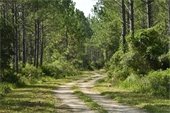 Dirt trail winding through tall pine trees