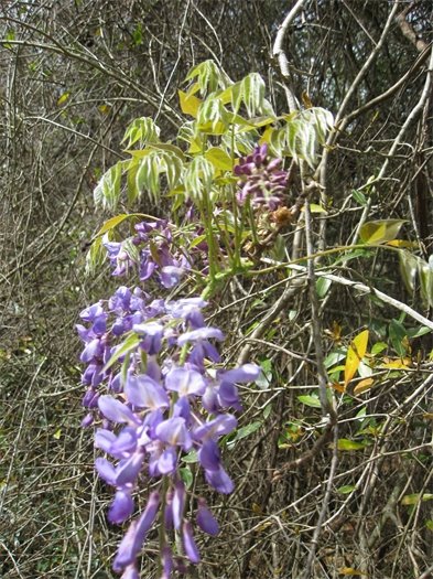 Drooping wisteria growing in thick vegetation. 