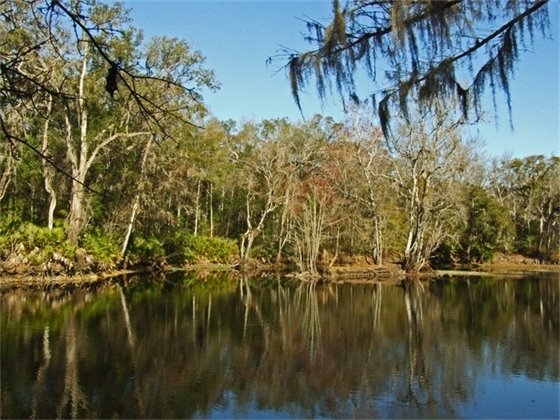 Trees lining the Santa Fe River