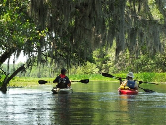 Kayakers paddling on a river under a tree