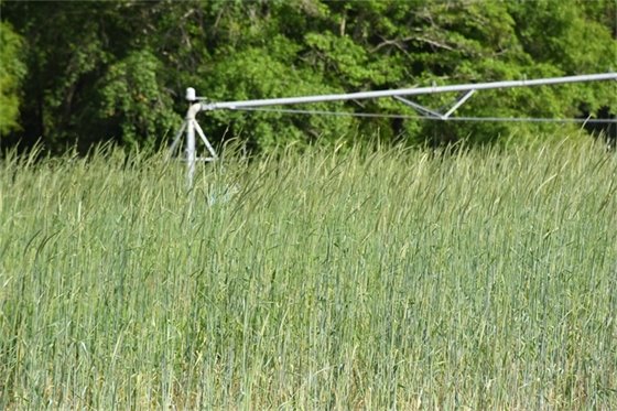 An irrigation systems in a cover crop field.
