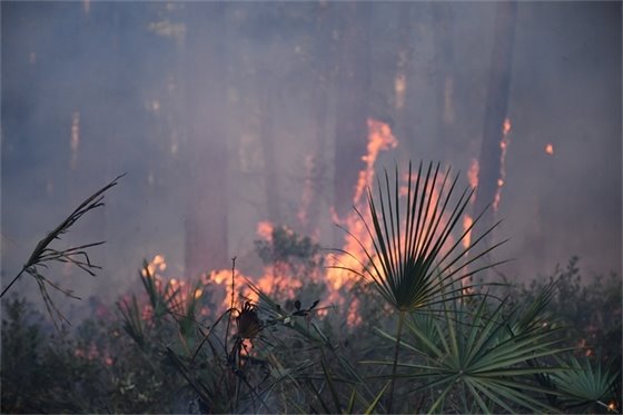 Fire moving up the side of tall pine trees in the backgroup with green palms in the foreground.