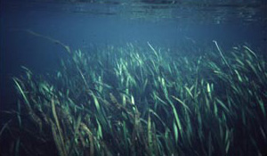 American Eelgrass