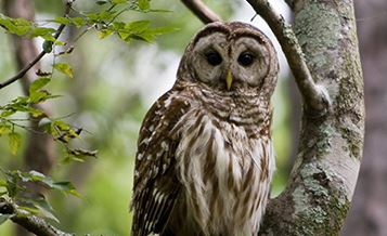 Owl in a tree