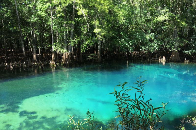 The bright blue water of Manatee Springs is accented by lush vegetation.