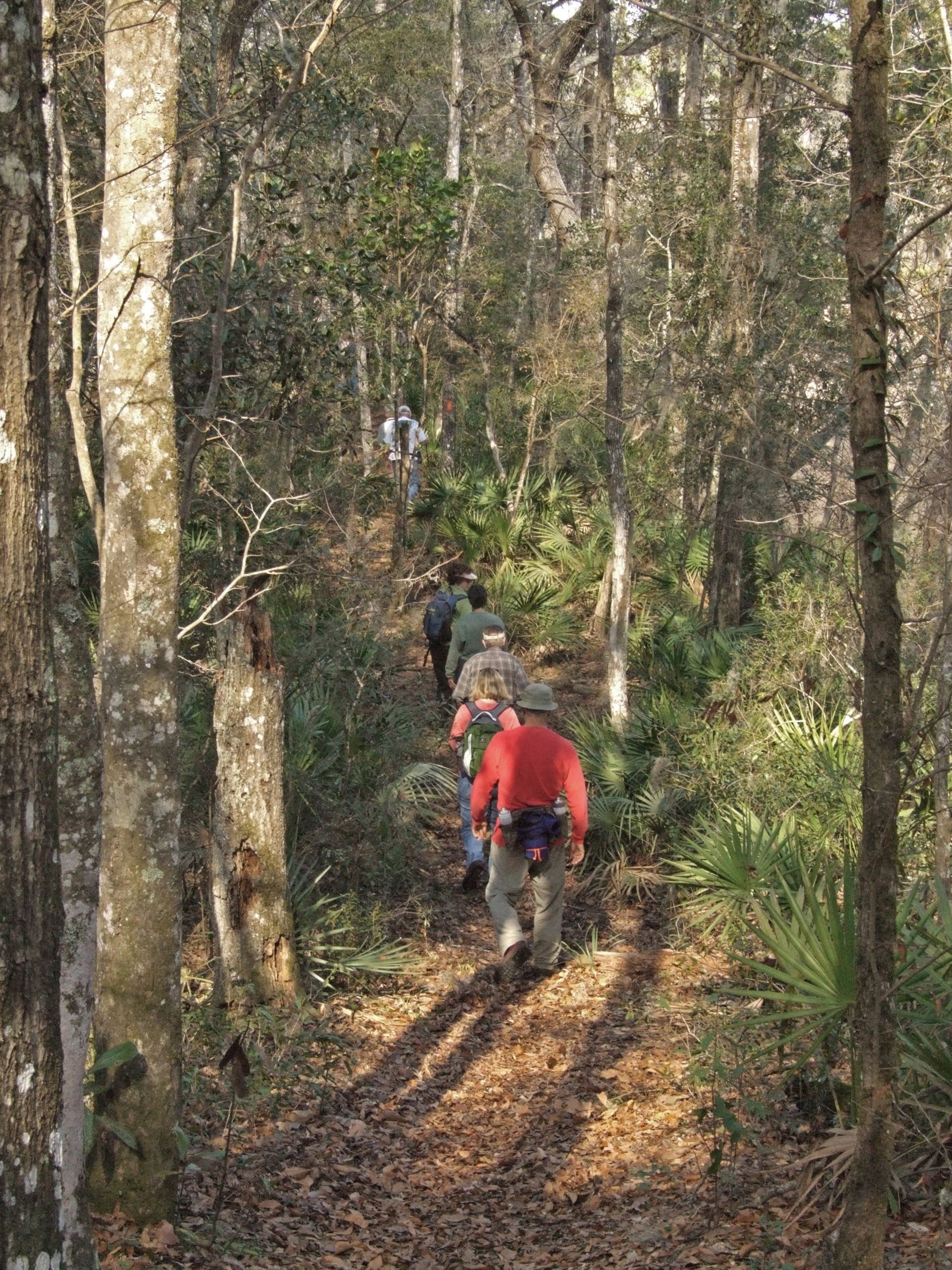 Several hikers walking up a slope in the woods.