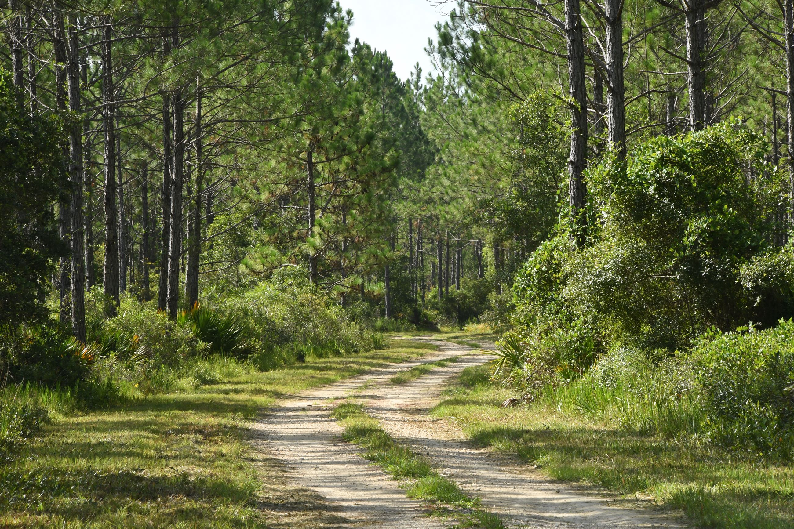 Dirt road windning through tall trees