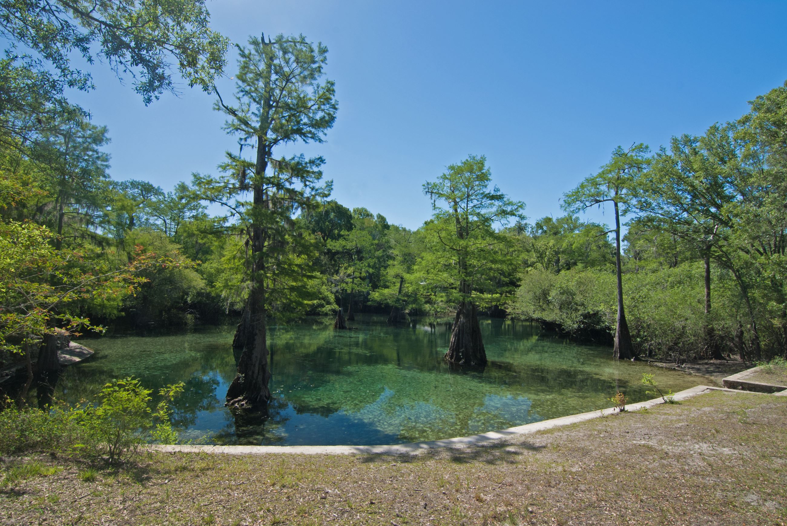 Clear spring with cypress trees in the middle of the water